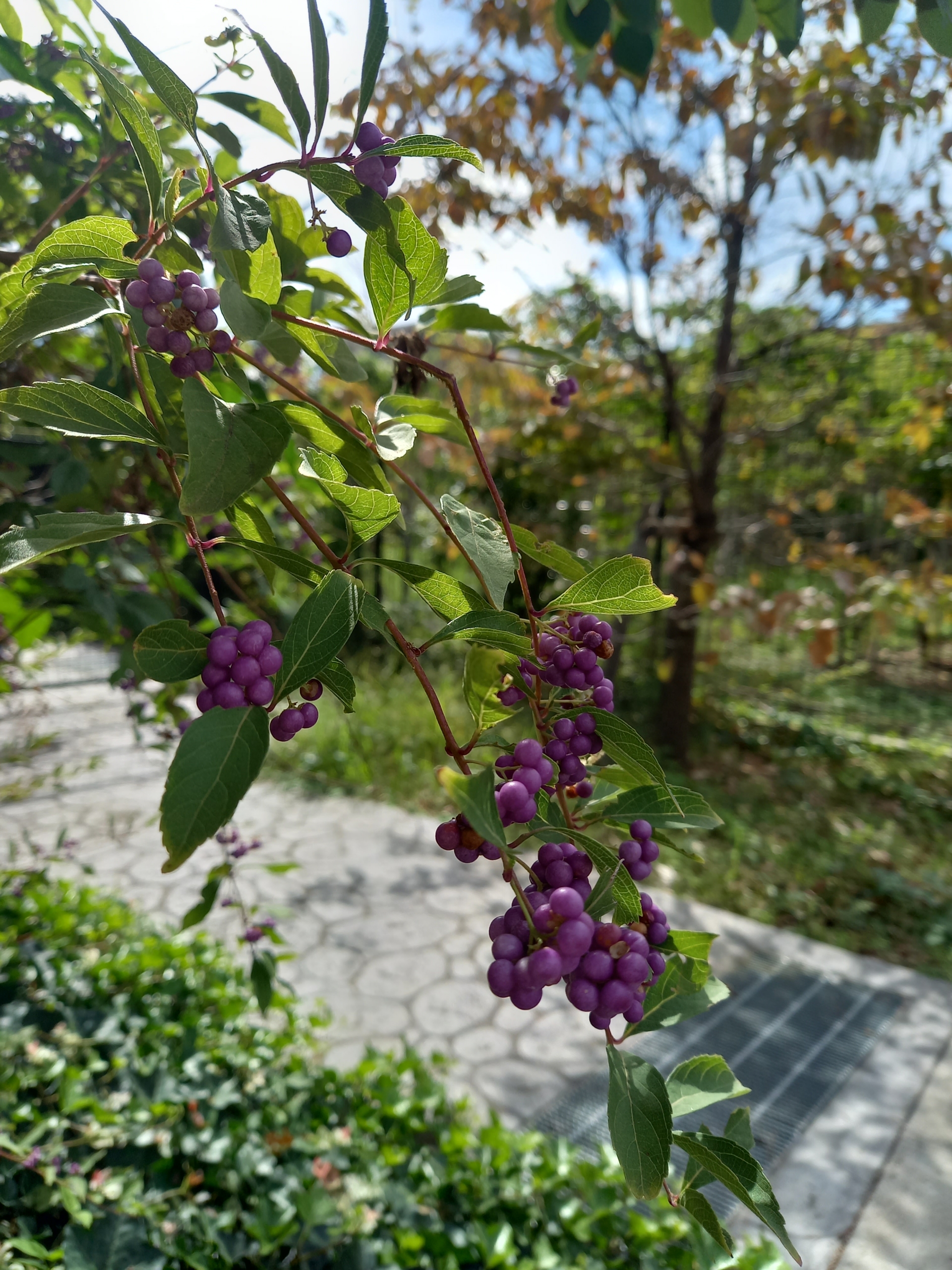 Thumbnail of post image 032