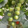 Thumbnail of related posts 086